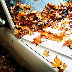 Image showing Maple leaves on a car