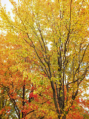 Image showing Golden autumn trees