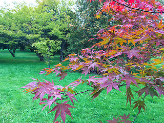 Image showing Tree with purple autumn leaves
