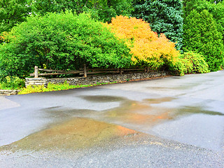 Image showing Colorful trees in early autumn