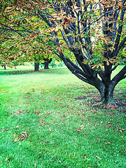 Image showing Chestnut trees in early autumn