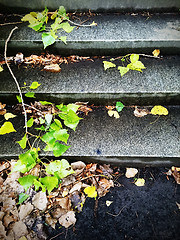 Image showing Stone steps and autumn leaves