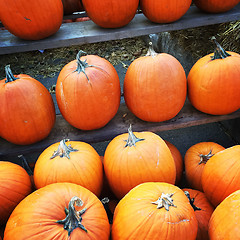 Image showing Orange pumpkins at the marketplace