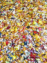 Image showing Colorful maple leaves background