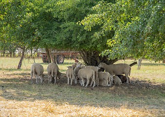 Image showing sheep in the shade