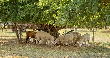 Image showing sheep in the shade