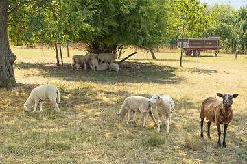 Image showing sheep in the shade