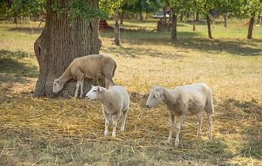 Image showing sheep in the shade