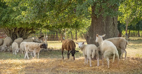 Image showing sheep in the shade