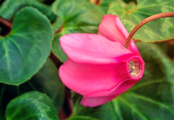 Image showing Flowering cyclamen with green leaves.