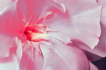 Image showing Beautiful flower oleander pink color closeup..