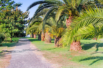 Image showing Alley in the Park with beautiful southern flowering plants.