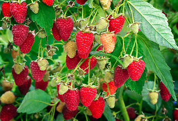 Image showing Raspberries in the garden on the branches of a Bush.