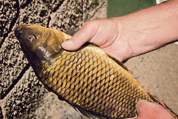 Image showing The caught catch of fish in hands at the fisherman.