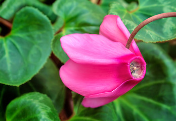Image showing Flowering cyclamen with green leaves.