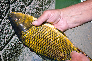 Image showing The caught catch of fish in hands at the fisherman.