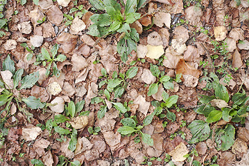 Image showing Autumn leaves on grass 