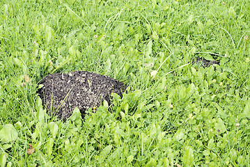 Image showing Mole mound in the field