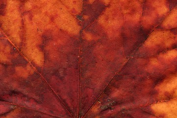 Image showing vivid autumnal colors