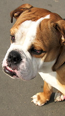 Image showing Bulldog