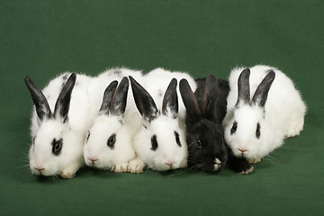 Image showing five rabbits