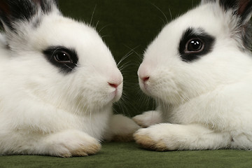 Image showing twin rabbits