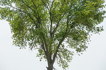 Image showing Green branches 