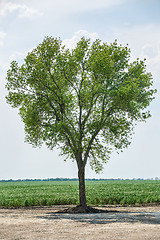 Image showing Green tree standing alone.