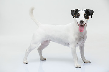 Image showing Portrait of a purebred Jack Russell terrier