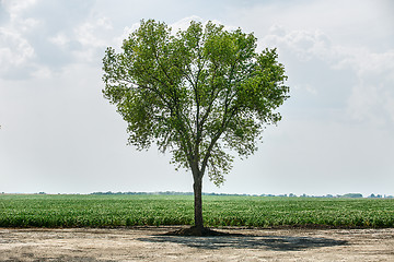 Image showing Green tree standing alone.