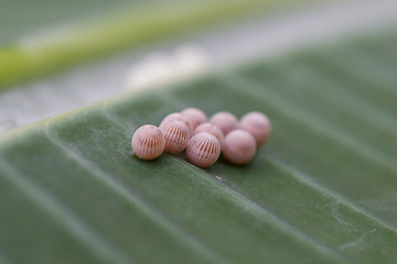 Image showing Small eggs from an insect, selective focus