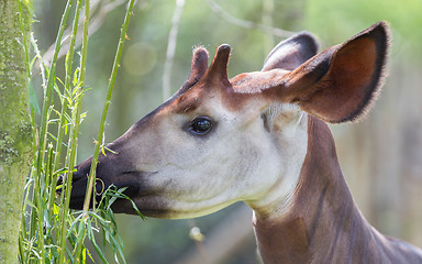 Image showing Close-up of an okapi eating