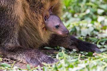 Image showing Wallaby with a young joey 