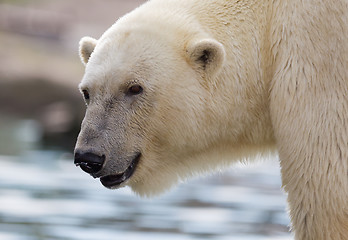 Image showing Close-up of a polarbear