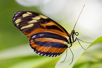 Image showing Large butterfly