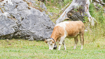 Image showing Brown milk cow in a meadow of grass