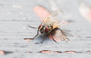 Image showing Fly sitting on some old paintwork