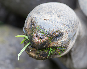 Image showing Galapagos giant tortoise eating