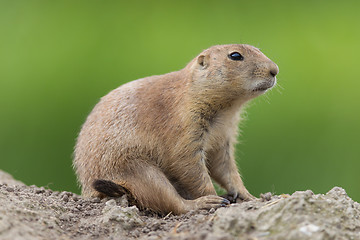 Image showing Black-tailed prairie dog  (Cynomys ludovicianus)