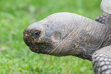 Image showing Galapagos giant tortoise eating