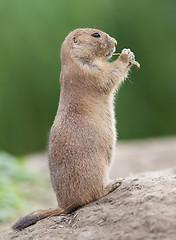 Image showing Black-tailed prairie dog  (Cynomys ludovicianus)