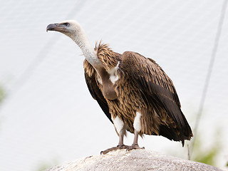 Image showing Adult condor