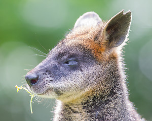 Image showing Kangaroo: Wallaby close-up portrait