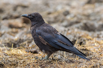 Image showing Black Crow