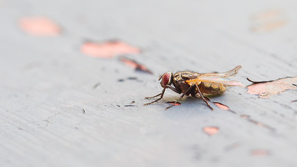 Image showing Fly sitting on some old paintwork