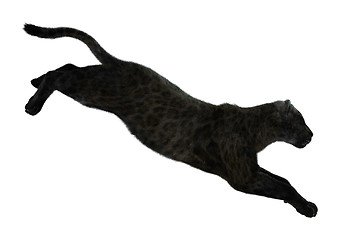 Image showing Big Cat Black Panther