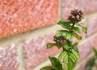 Image showing Mint moth on a mint sprig