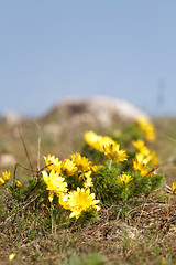 Image showing Yellow flower