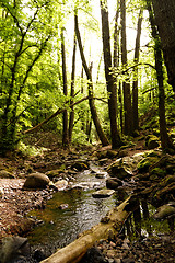 Image showing Brooks in the forest