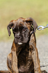 Image showing Boxer dog